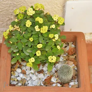  Affittacamere Pomelia By Lulù Italia